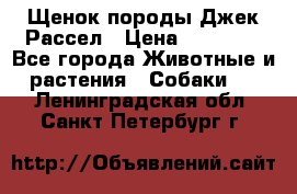 Щенок породы Джек Рассел › Цена ­ 50 000 - Все города Животные и растения » Собаки   . Ленинградская обл.,Санкт-Петербург г.